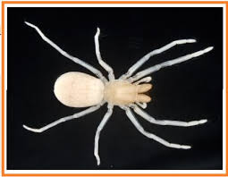 Check spelling or type a new query. Biologi Gonzaga Test Arthropoda