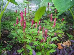 Image result for Amaranthaceae