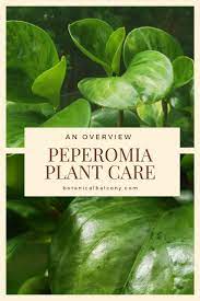 Peperomia Plant Care An Overview Peperomia Plant Plant Care Peperomia