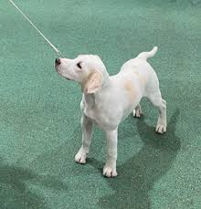 Image result for Harrier dog