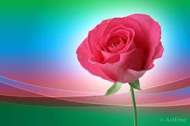 Tons of awesome love rose wallpapers to download for free. Persian Pink Rose Wallpapers Video Pictures Gallery