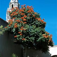 Image result for Spathodea