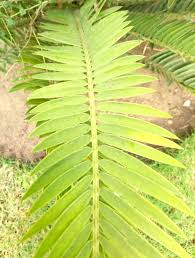 Image result for Encephalartos chimanimaniensis