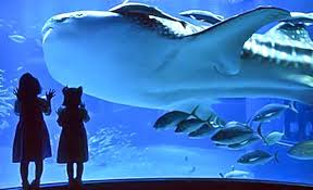 Osaka Aquarium A Complete Guide To The Mysteries Of The Deep Osaka Japan Travel Japan
