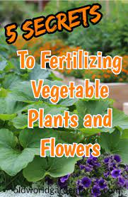 When is the best time to fertilize your lawn? Learn The 5 Secrets To Successfully Fertilizing Your Vegetable Garden And Flowers Fertili Fertilizing Vegetables Planting Vegetables Organic Vegetable Garden