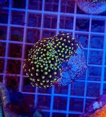 Hoefully that's enough for a top 10 pick where i think the knicks will look to move up in to the top 4 or 5. Euphyllia Glabrescens Rasta Torch Communitycorals