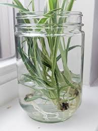 Be sure the pot has drainage holes in the bottom. How To Propagate Spider Plants Easily In Water Including Babies