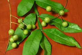 Image result for Sapindus saponaria