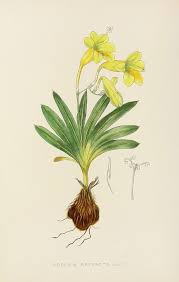 Image result for Ceropegia meyeri