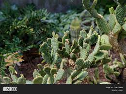 Supar kabuta, astrophytum ornatom, calancho, disco boliviencis, disco heptacanthus, disco plungtiformis, disco horstii. Cactus Opuntia Image Photo Free Trial Bigstock