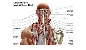 A pulled muscle can happen anywhere in the thoracic spine (from the base of your neck to the bottom of your rib cage). Stocktrek Images Human Anatomy Showing Deep Muscles In The Neck And Upper Back Photo Print 83 31 X 59 44 Cm Amazon De Kuche Haushalt