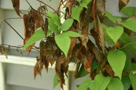 clematis wilt turns vine brown or black