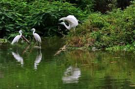 Kết quả hình ảnh cho Cò ngoan