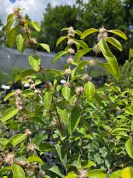 Image result for Eugenia aschersoniana
