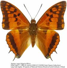 Image result for Oreobambos buchwaldii