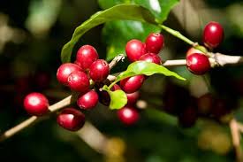 Coffee Plant Types Coffea Arabica And Coffea Robusta Varieties Coffee Plant Coffee Varieties Coffee Recepies