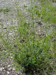 Image result for Diclis ovata