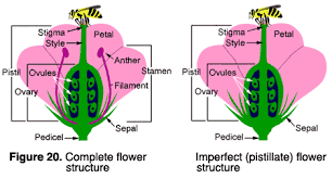 Male and female reproductive organs are generally found in separate flowers, the male flowers having a number of long filaments terminating. Reproductive Plant Parts
