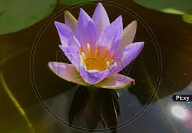 Image result for Nymphaea maculata