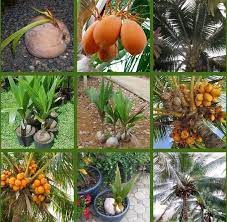 How To Grow A Coconut Palm From A Dehusked Growing Coconut Palms From Coconuts How To Plant A Coconut Tree How To Plants Coconut Tree Palm Trees Landscaping