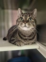 ‪Cats for Adoption | Adoption | Montreal SPCA‬‏