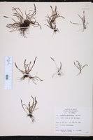 Image result for Grammitis cryptophlebia