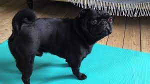 Click here to see litter box, photographs and video. Dog Review Louis Black Pug Youtube
