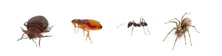 Petit insecte marron dans placard et nourriture. Reconnaitre Les Insectes Qui Piquent Piqures Symptomes