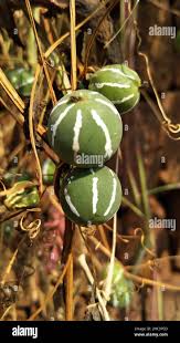 Image result for Diplocyclos