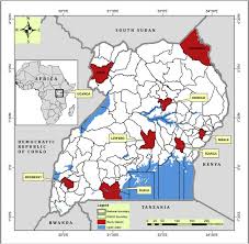 Image result for Agrocharis incognita