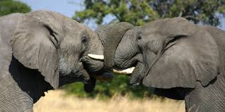 Surrounded by the delta's flood plains, this is an incredibly rich wildlife area and offers both wet and dry safari activities. Moremi Game Reserve Botswana Tourism Organisation