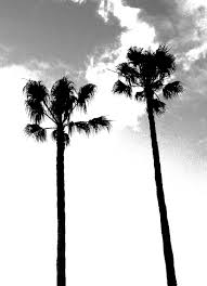 Black And White Palm Tree Pictures Look At The Palm Trees Photo Tree Palm Trees Black And White Beach