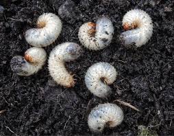 Grubs In 2020 Engerlinge Schadlinge Im Garten Terrassenpflanzen