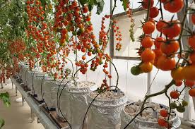 Sweet Cherry Tomatoes In Hydroponic Dutch Bucket System Growing In Pakistan Hydroponics Climate Controll Greenhouse Farming Hydroponic Tomatoes Hydroponics Diy