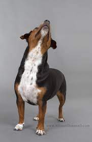 For example, a dachshund mixed with a yorkshire terrier is adoringly dubbed a dorkie, while a jack russel dachshund also has a pet name — jackshund! San Diego S Best Pet Photography Pet Photographer Animal Photography Dog Photoshoot