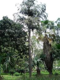 Image result for Caryota