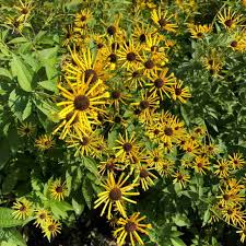 Image result for Grona stolzii