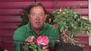 Great news!!!you're in the right place for black rose plant. Growing Roses How To Make Black Roses Youtube