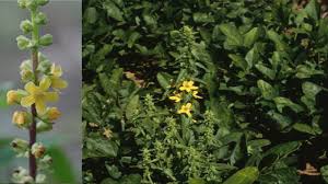 Image result for Alectra vogelii