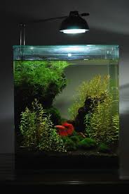 Planted 6 Gallon Eheim Aquarium Fish Betta Aquarium Betta Fish Tank