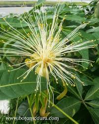 Image result for Pachira glabra