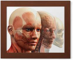 Federa per cuscino Indietro muscoli della donna