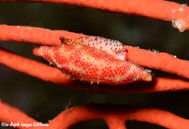 Image result for Scleria arcuata