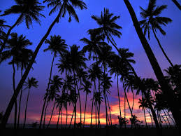 Most ios devices come with a default picture. Sri Lanka Hidden Paradise Palm Trees Wallpaper Beach Wallpaper Sunset Wallpaper