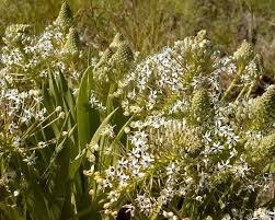 Image result for Schizocarphus nervosus