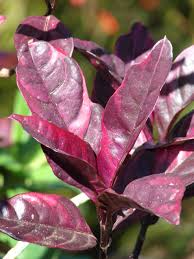 Image result for Pseuderanthemum