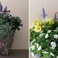Make-n-Take: Heat Tolerant Container Garden at Mahoney's