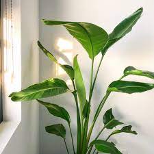 Strelitzia reginae vs nicolai indoor. Ep 76 Bird Of Paradise Strelitzia Nicolai Reginae Plant Profile Plant Daddy Podcast