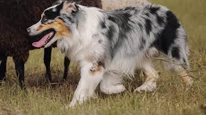 Our australian shepherd puppies for sale come from either usda licensed commercial breeders or hobby breeders with no more than 5 breeding mothers. Breed Guide Australian Shepherd Healthy Paws Pet Insurance
