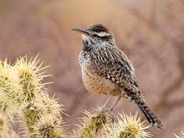Check out our cactus wren selection for the very best in unique or custom, handmade pieces from our shops. Cactus Wren Identification All About Birds Cornell Lab Of Ornithology